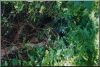 hall-of-shame-treed-cougar.jpg